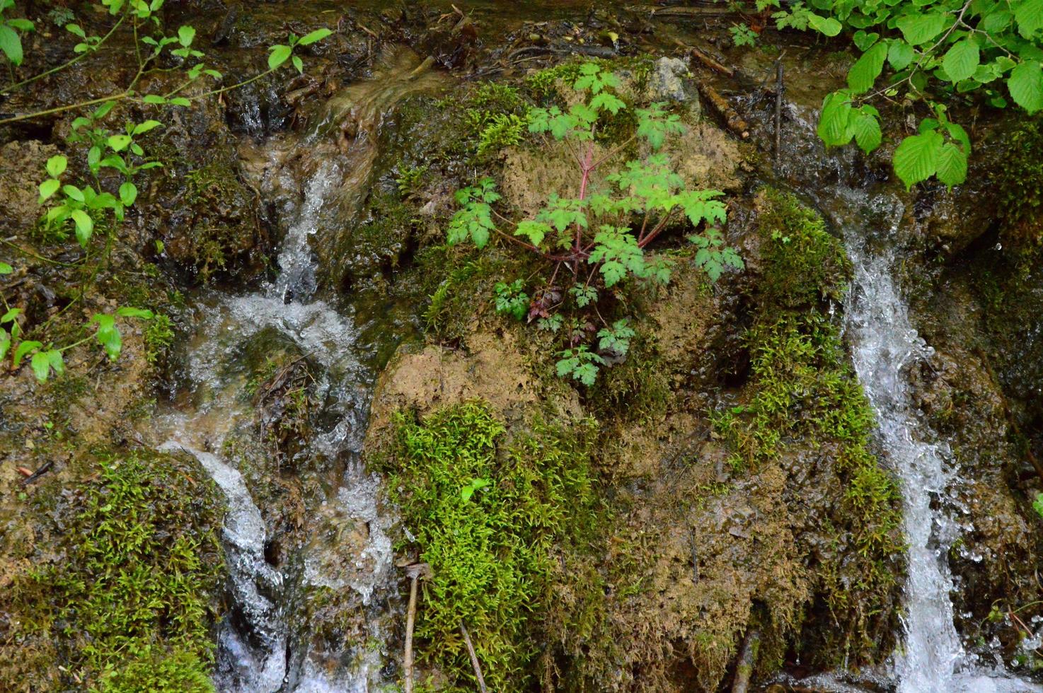 After the rain in the forest photo