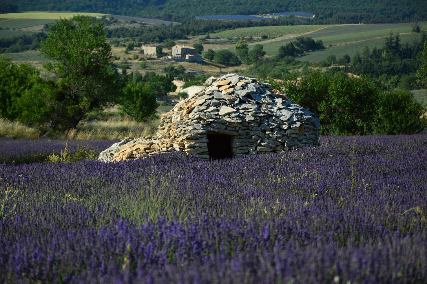 A Borie in the middle of a lavender field photo