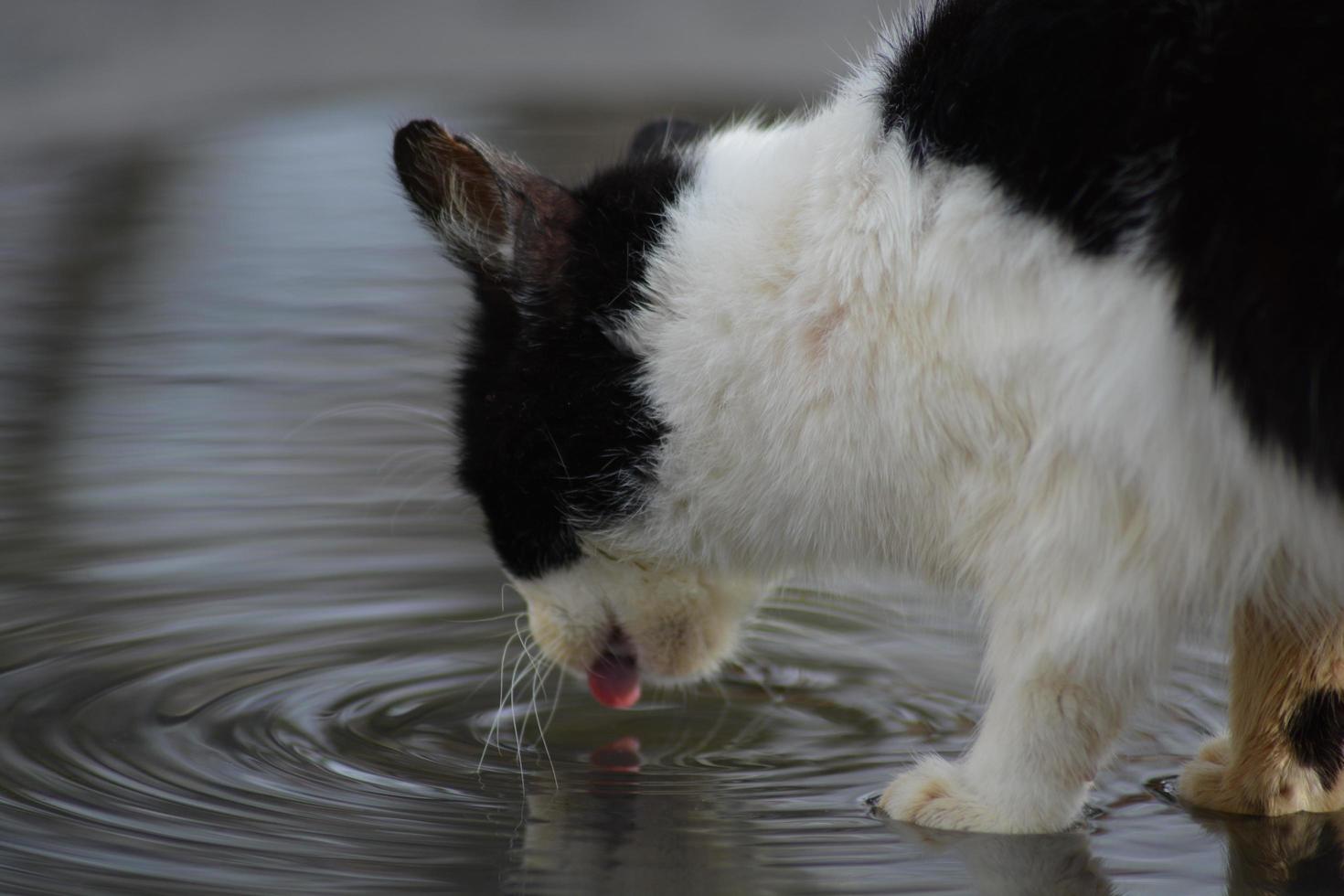 Cat drinking water in a puddle photo