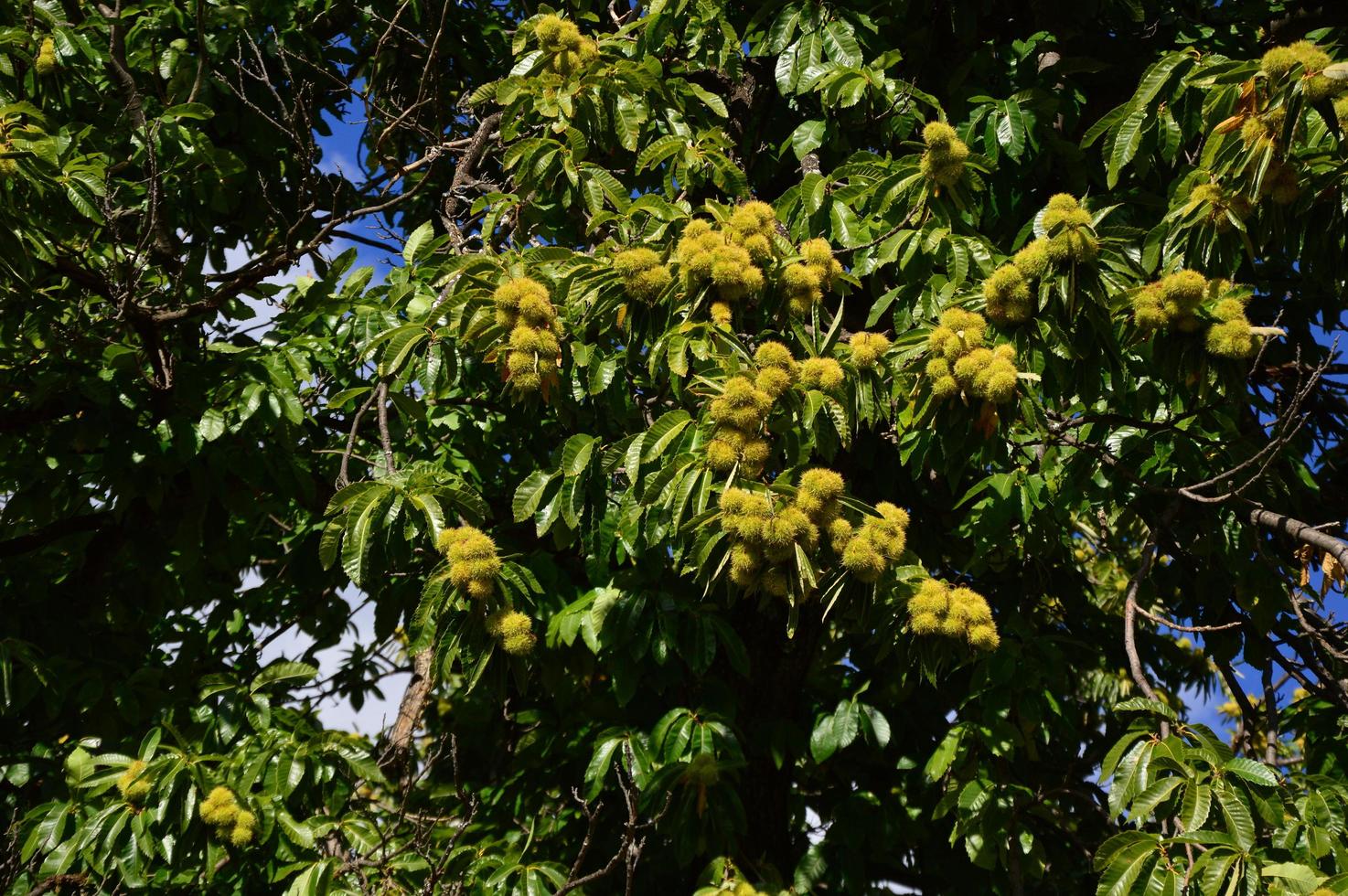 Zoom on a Chestnuts tree in the blue sky photo