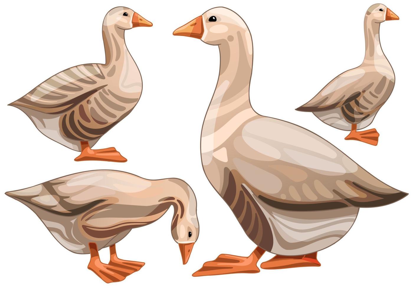 Set of hand drawn geese The breed of Buff grey back goose vector