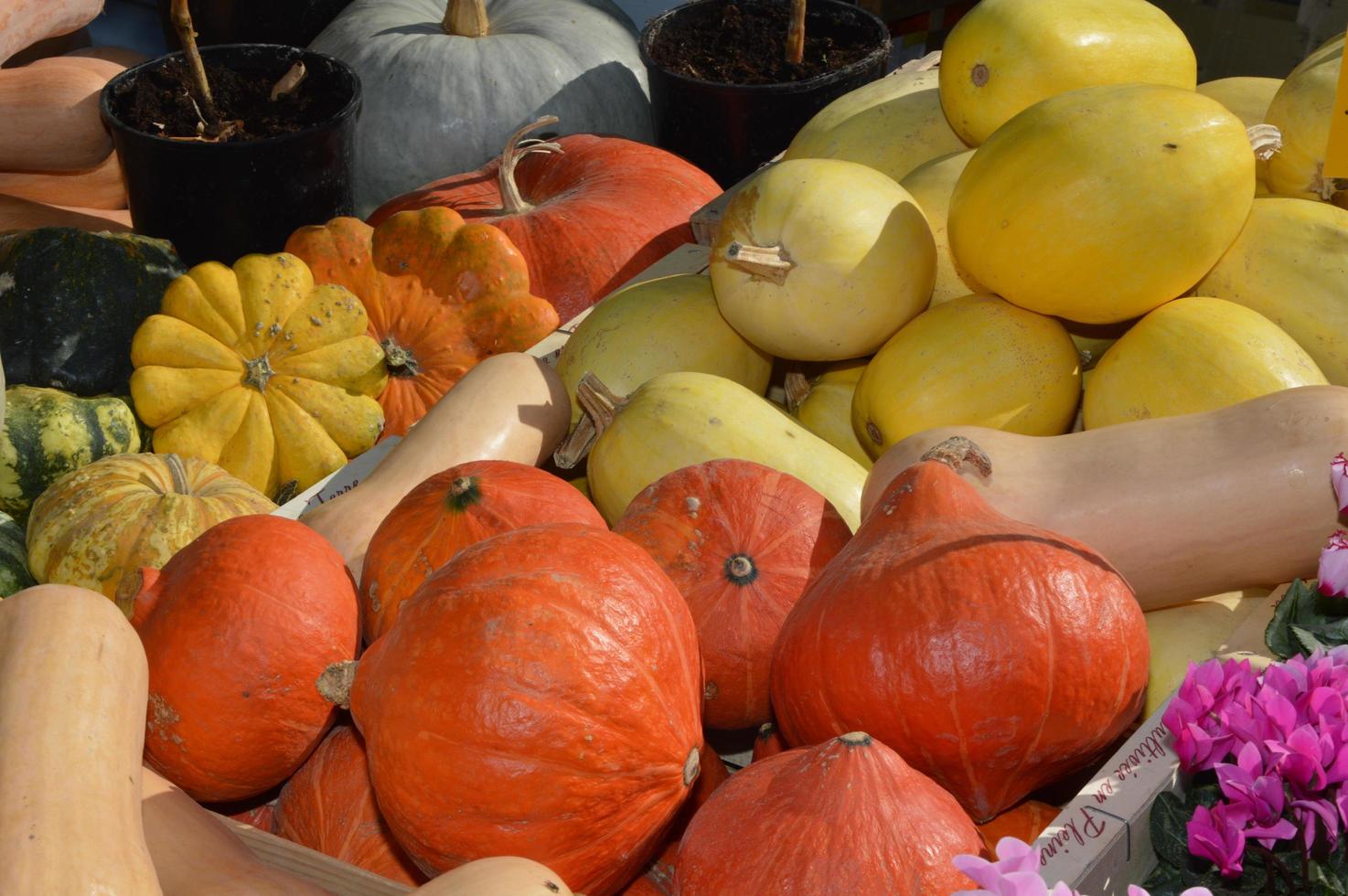 Zoom on Pumpkins photo