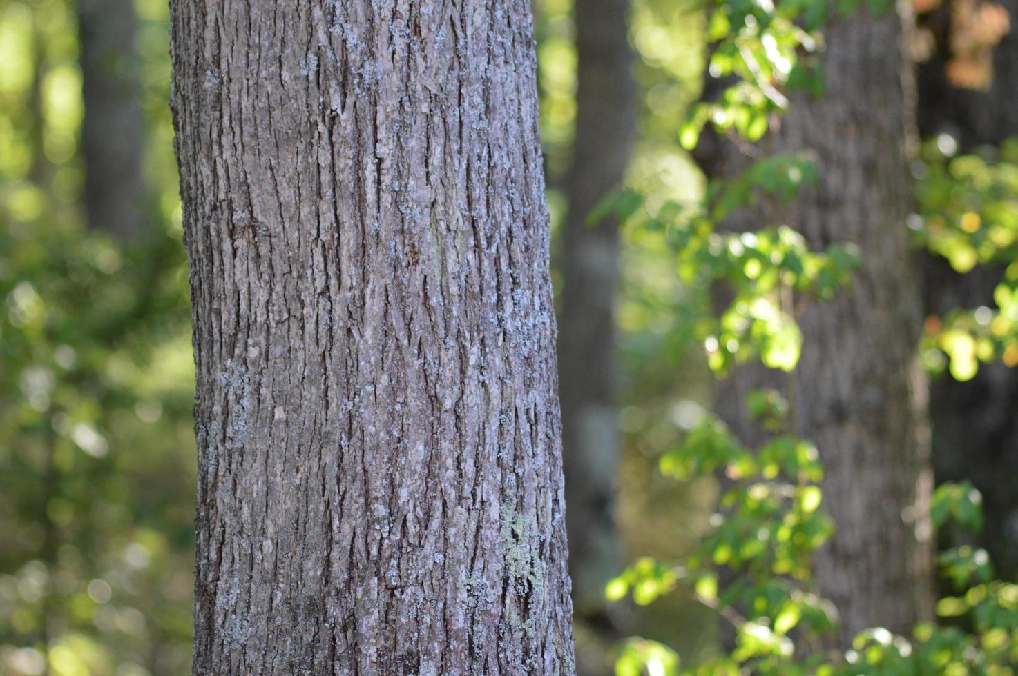 Zoom into the Forest photo