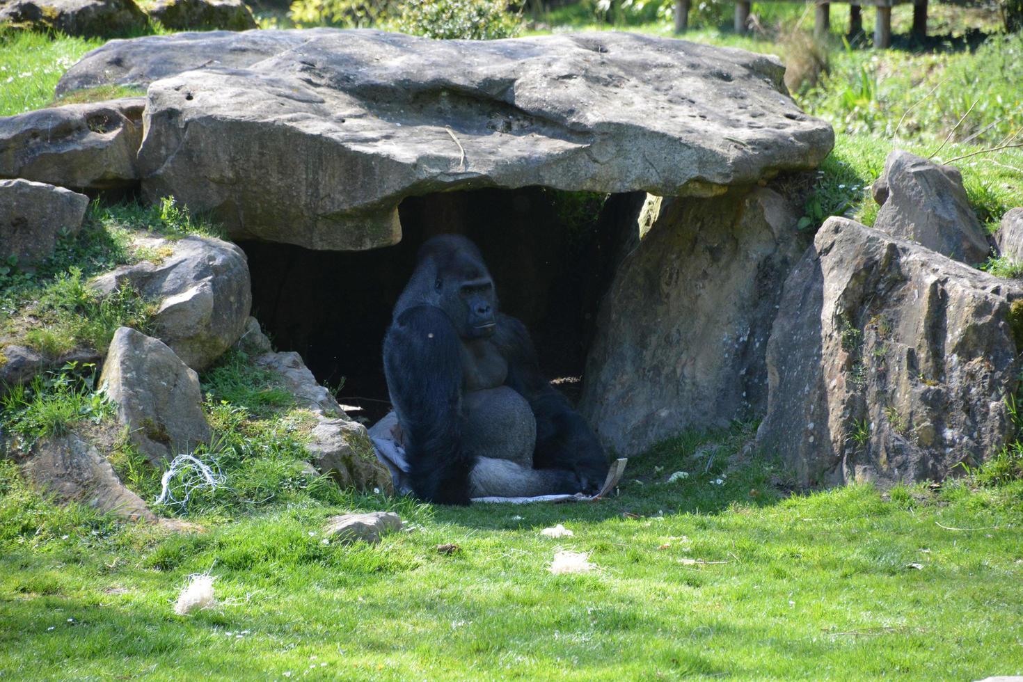 Western lowland gorilla photo