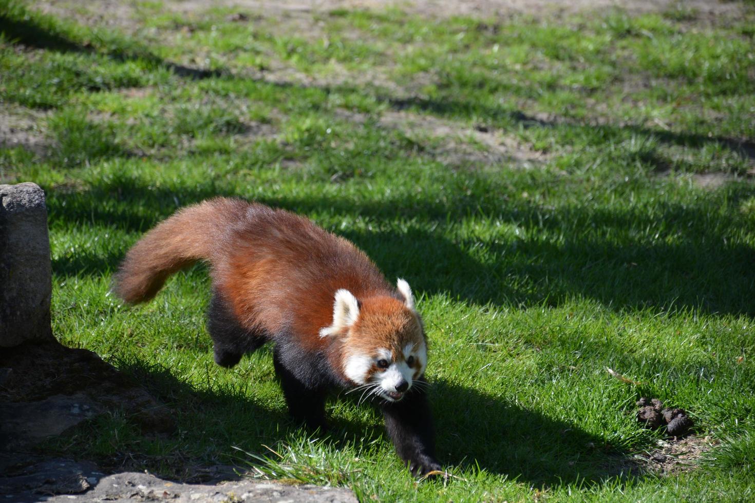 Red panda walking around on a field photo