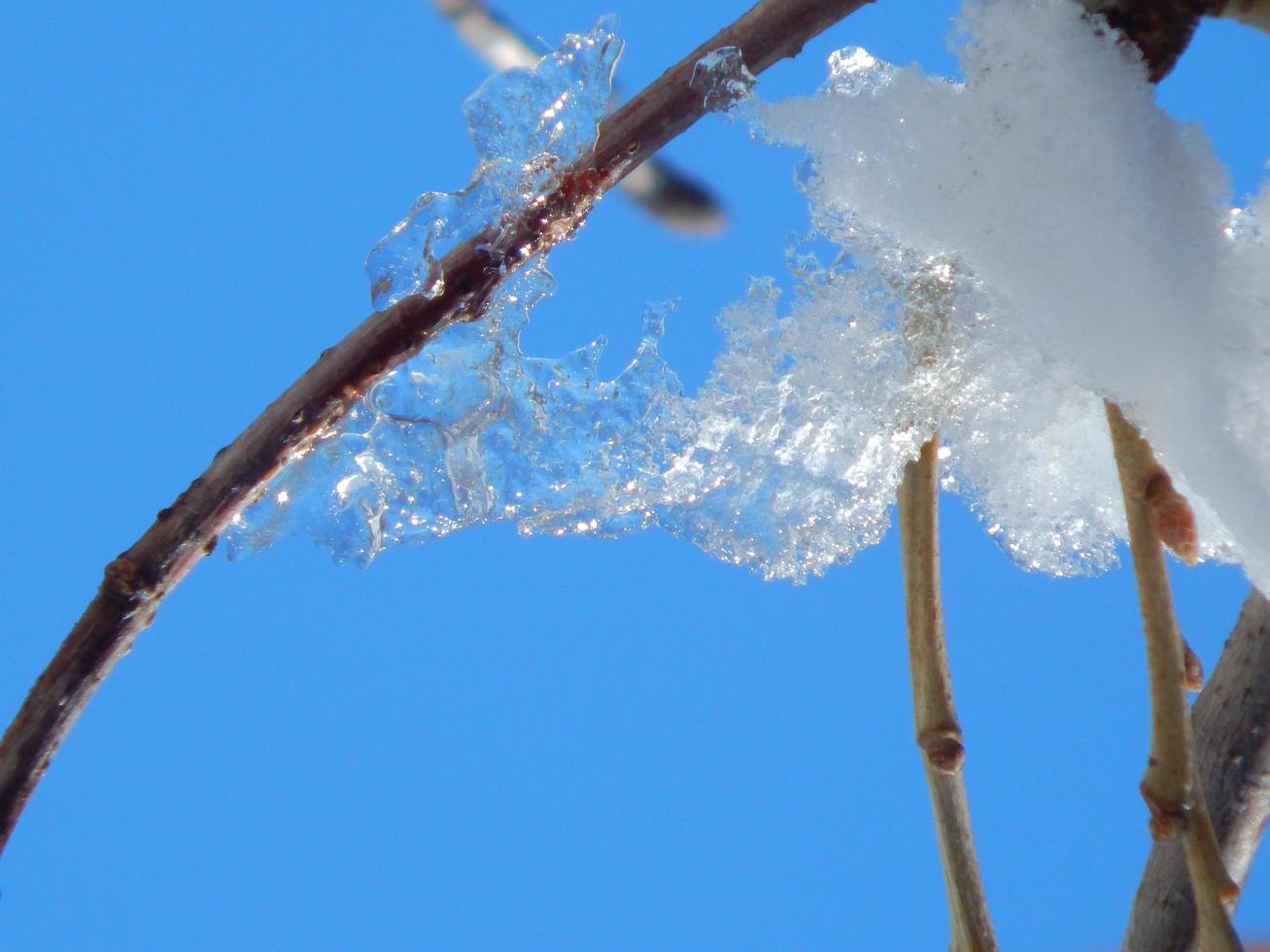 White snow on the tree branch photo