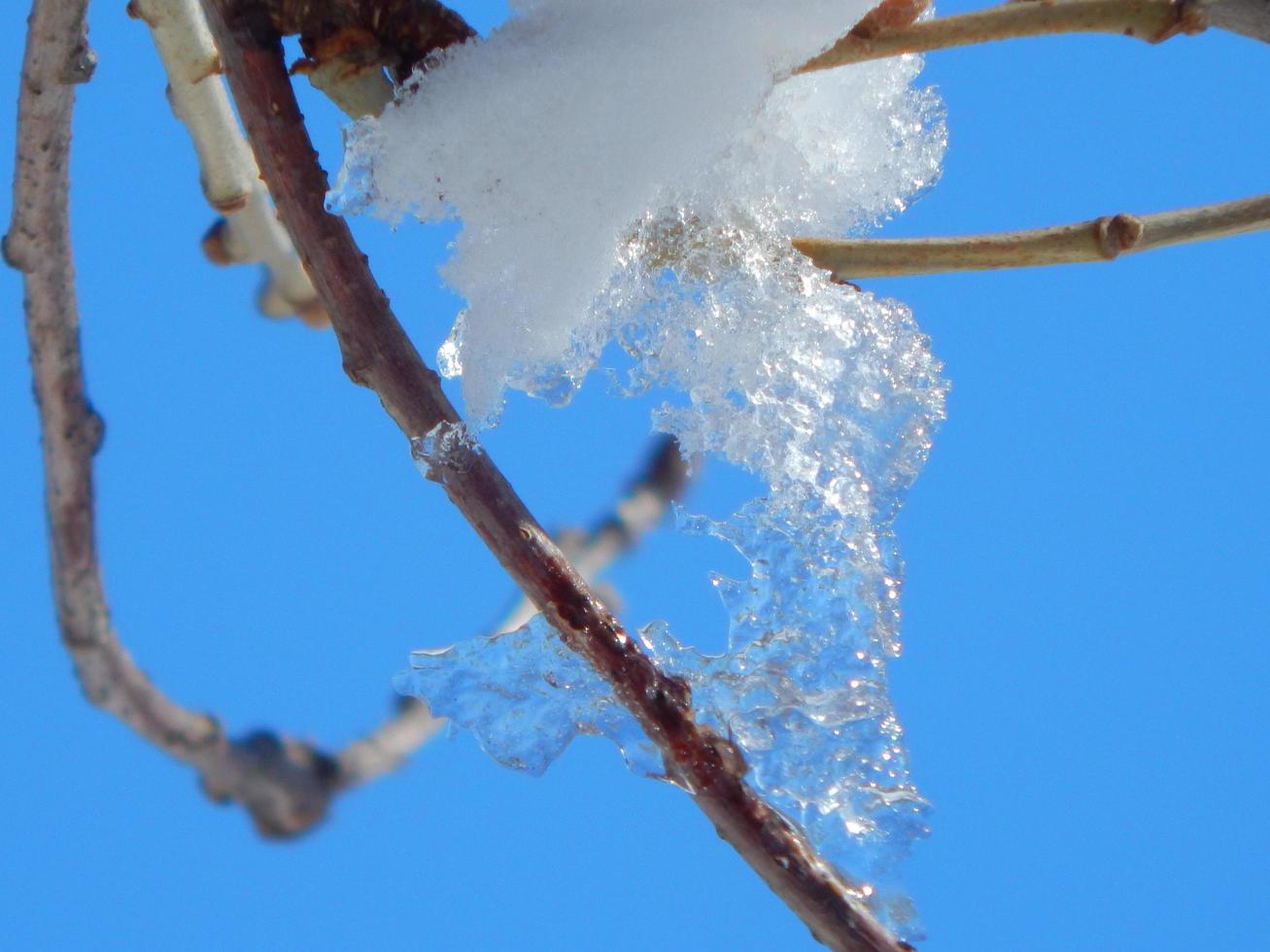 White snow on the tree branch photo