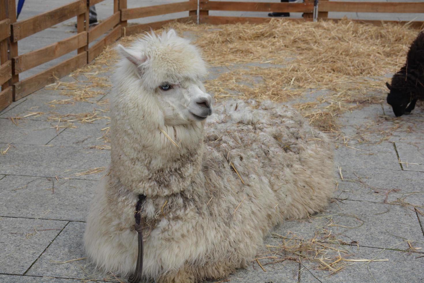 primer plano de una alpaca blanca foto