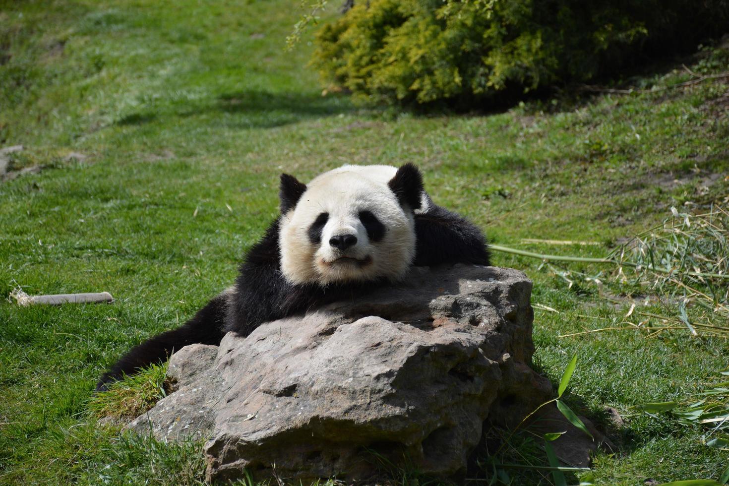 panda en una roca foto