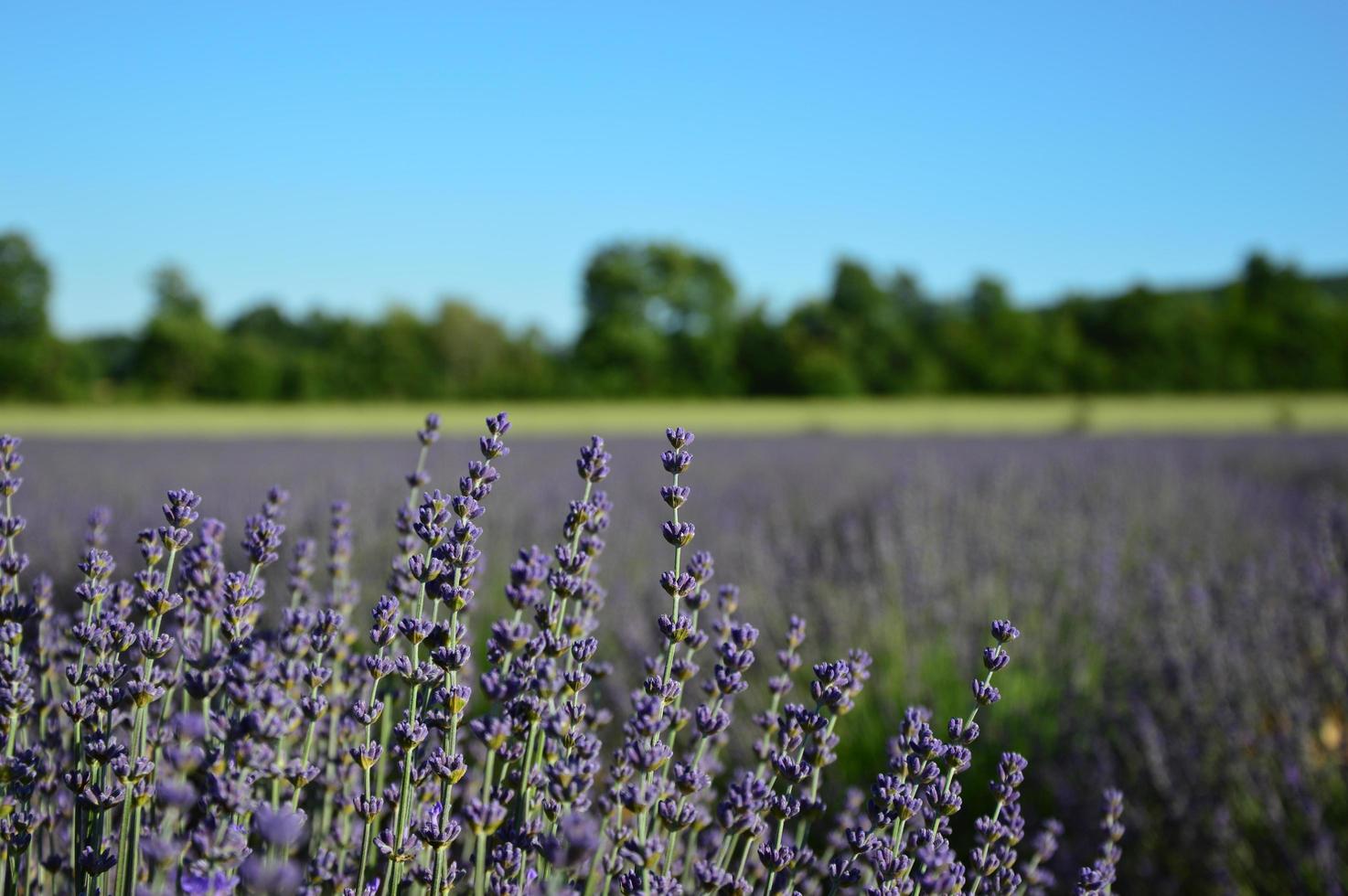 Closeup shot in a lavenders field photo