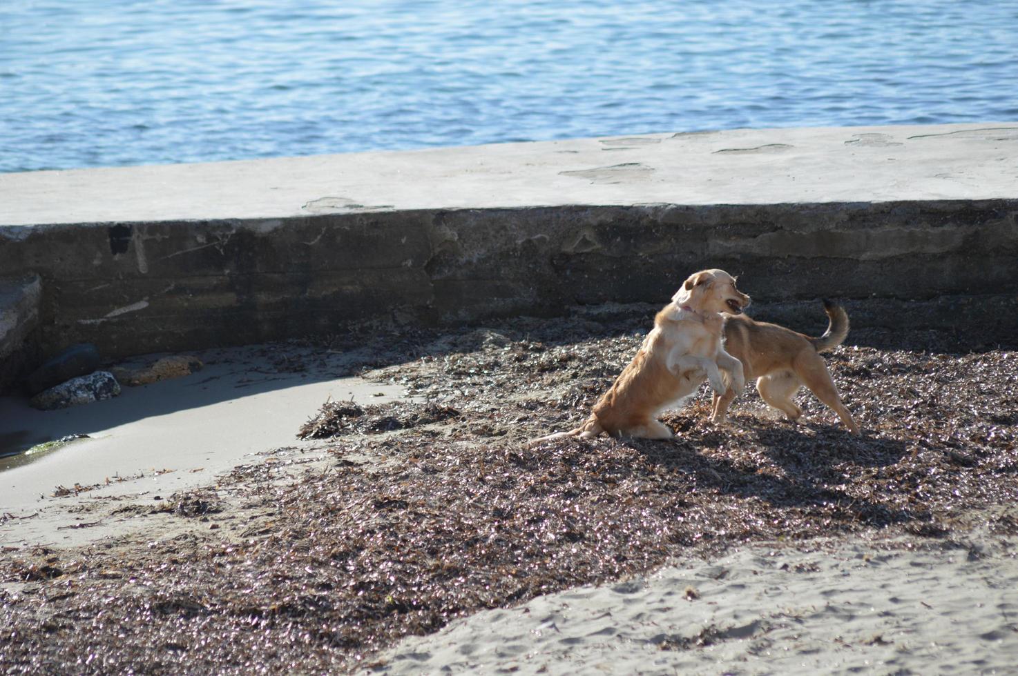 Dogs playing on the beach photo