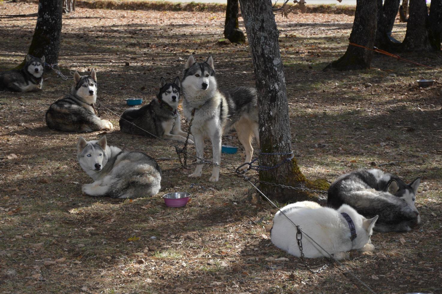 Sled dogs in the forest photo