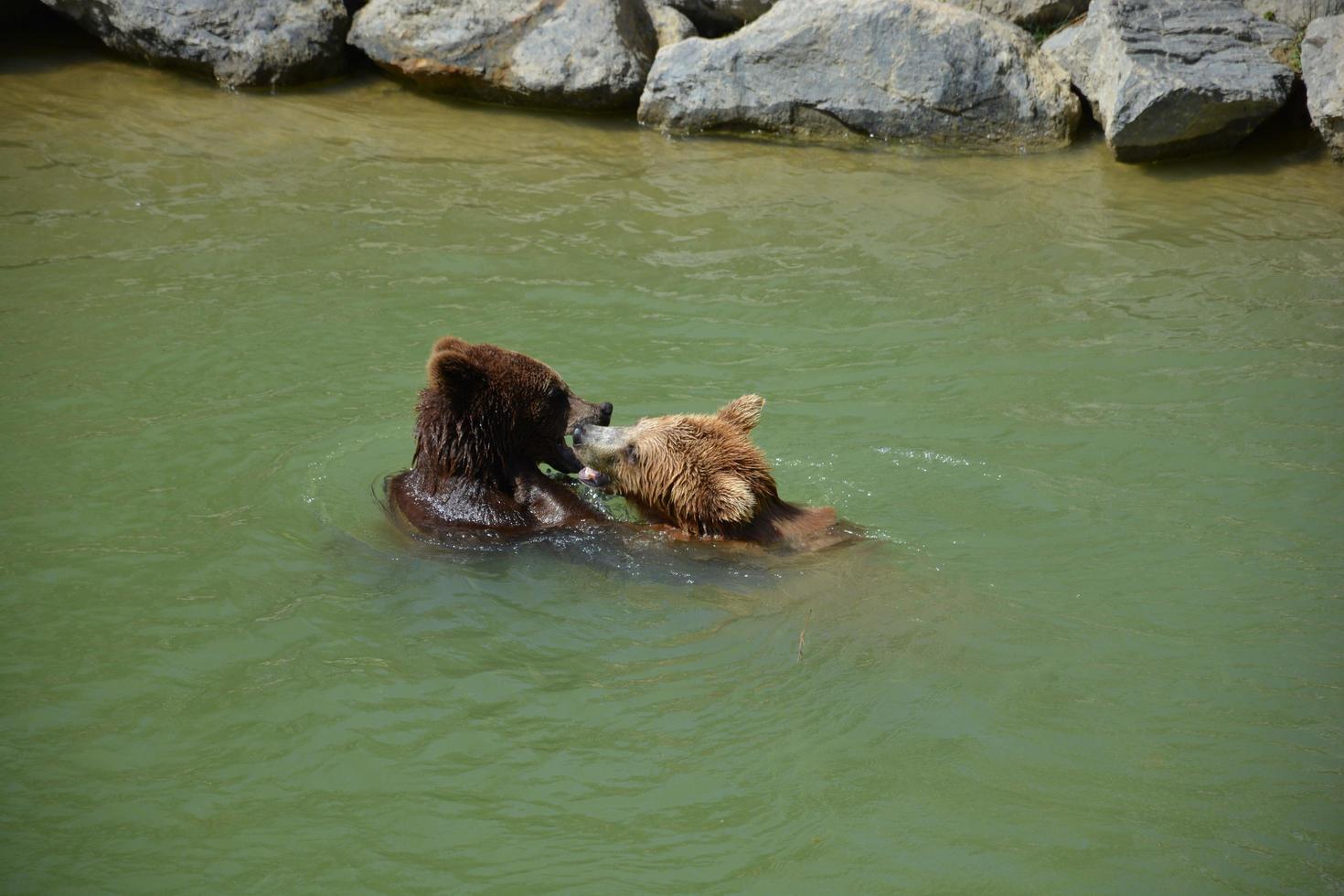 una foto de osos grises