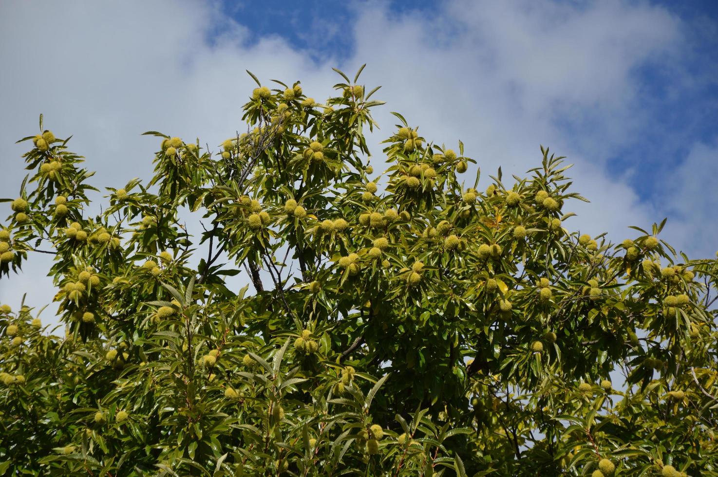 Zoom on a Chestnuts tree in the blue sky photo
