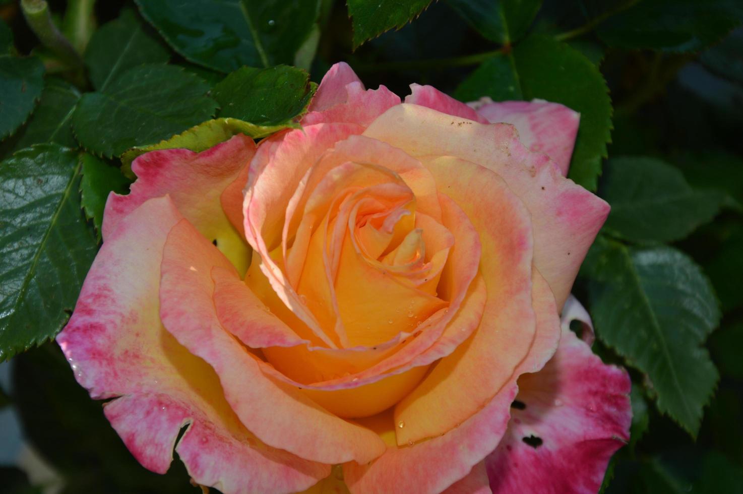 Orange white red rose photo