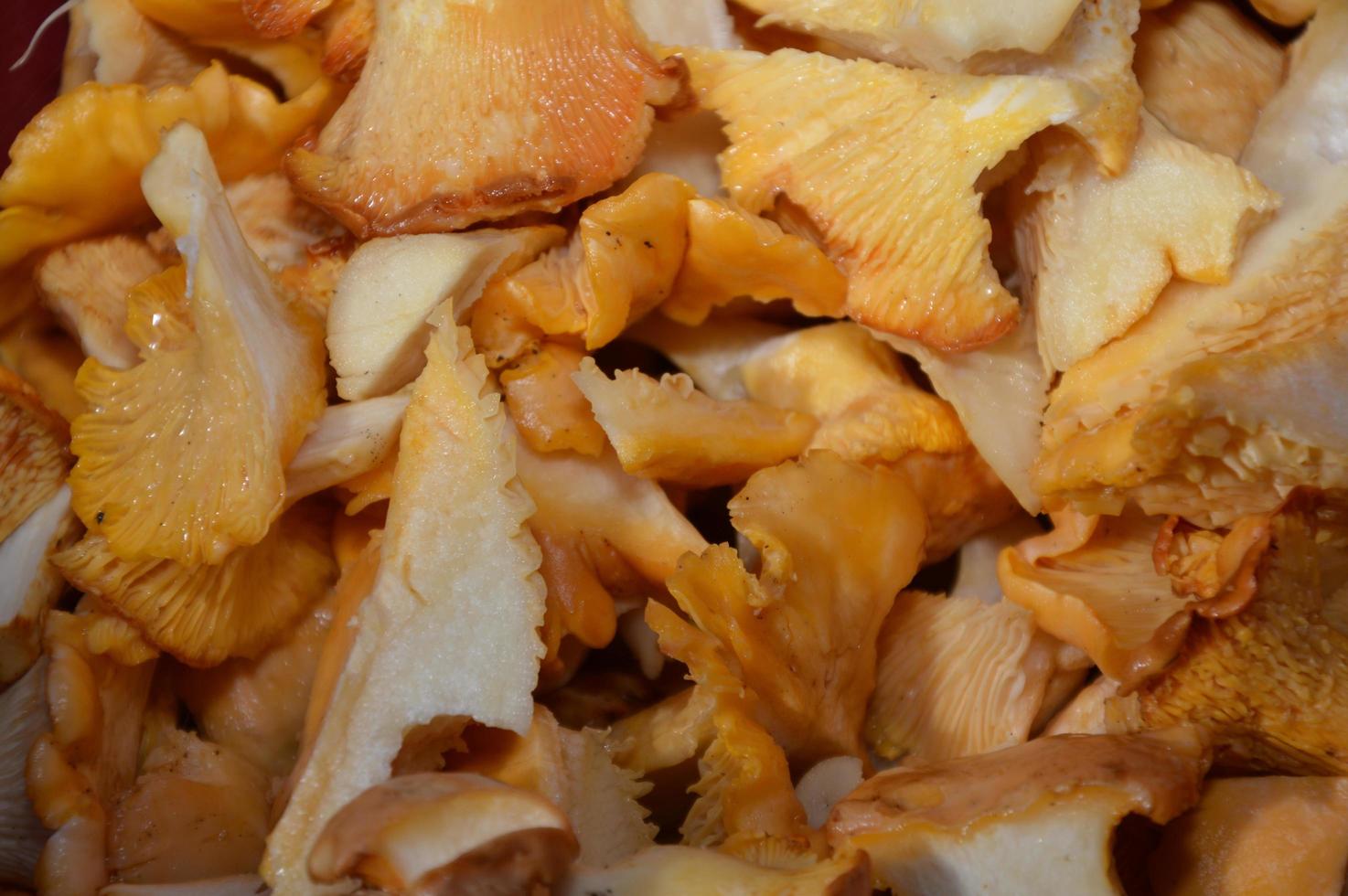 Peeled bolete mushrooms photo