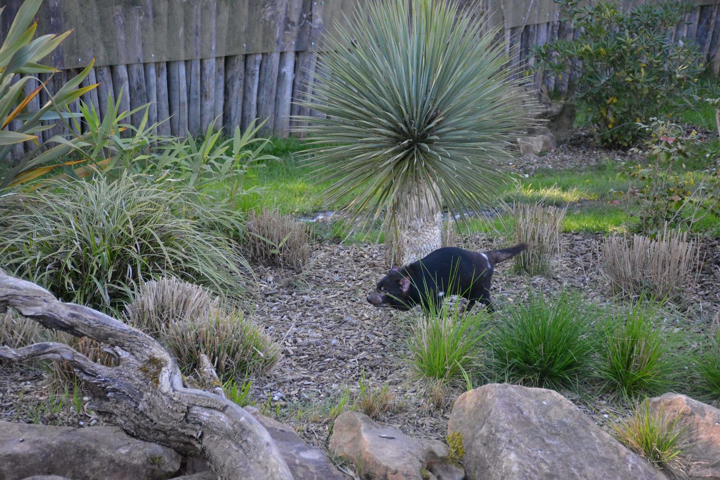 A Tasmanian devil photo