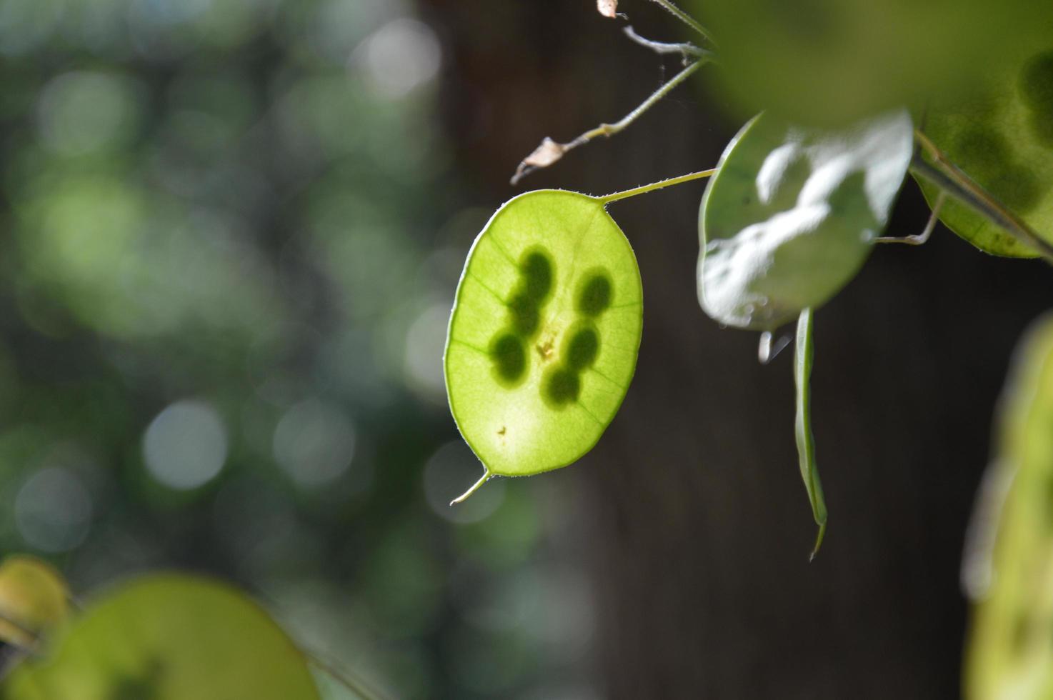 A Lunaria Annua in the garden photo