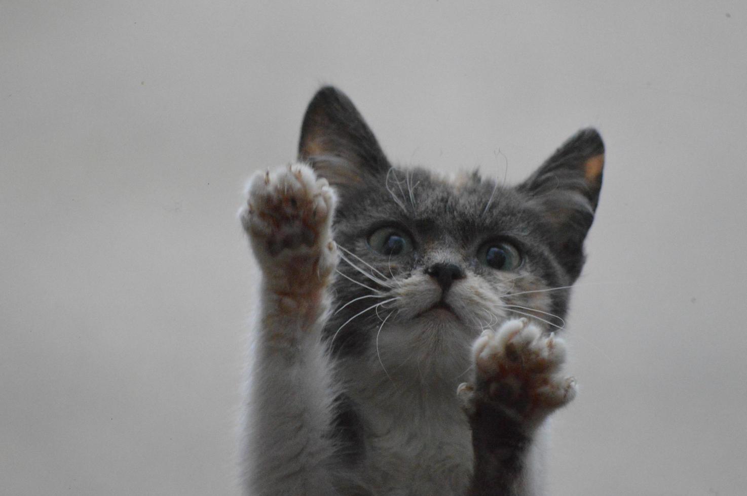 gato en la ventana foto