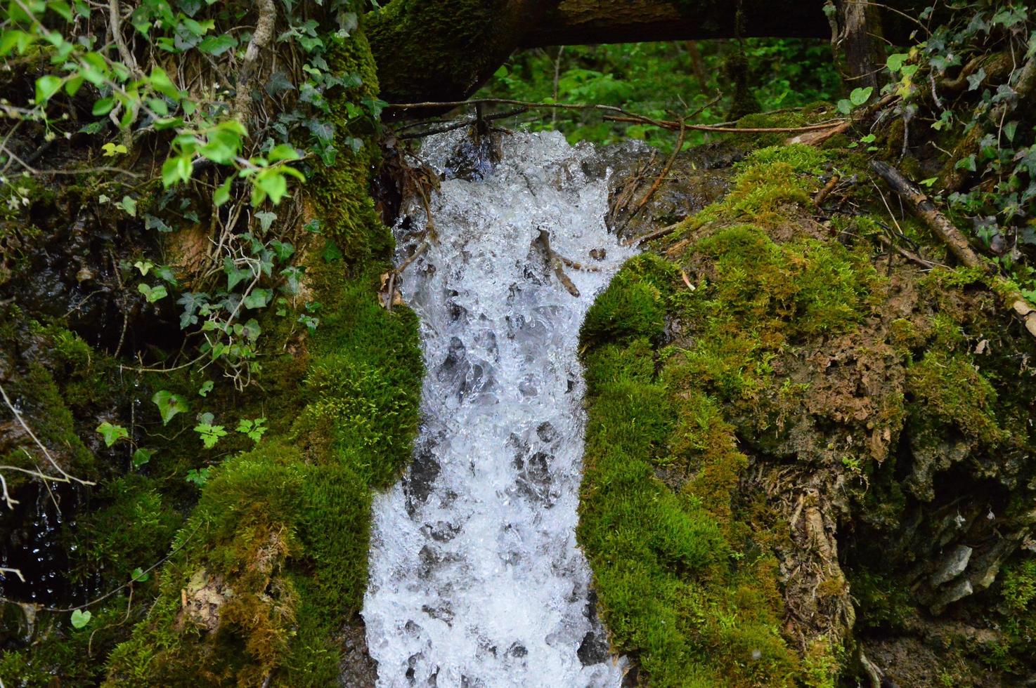 After the rain in the forest photo