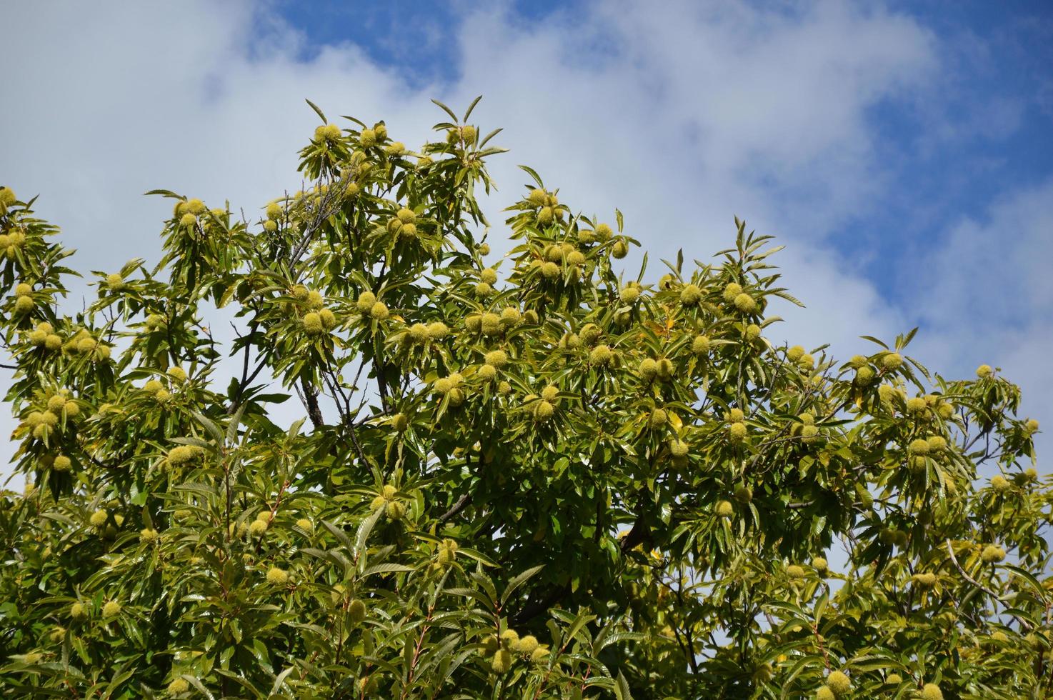 Zoom on a Chestnuts tree in the blue sky photo