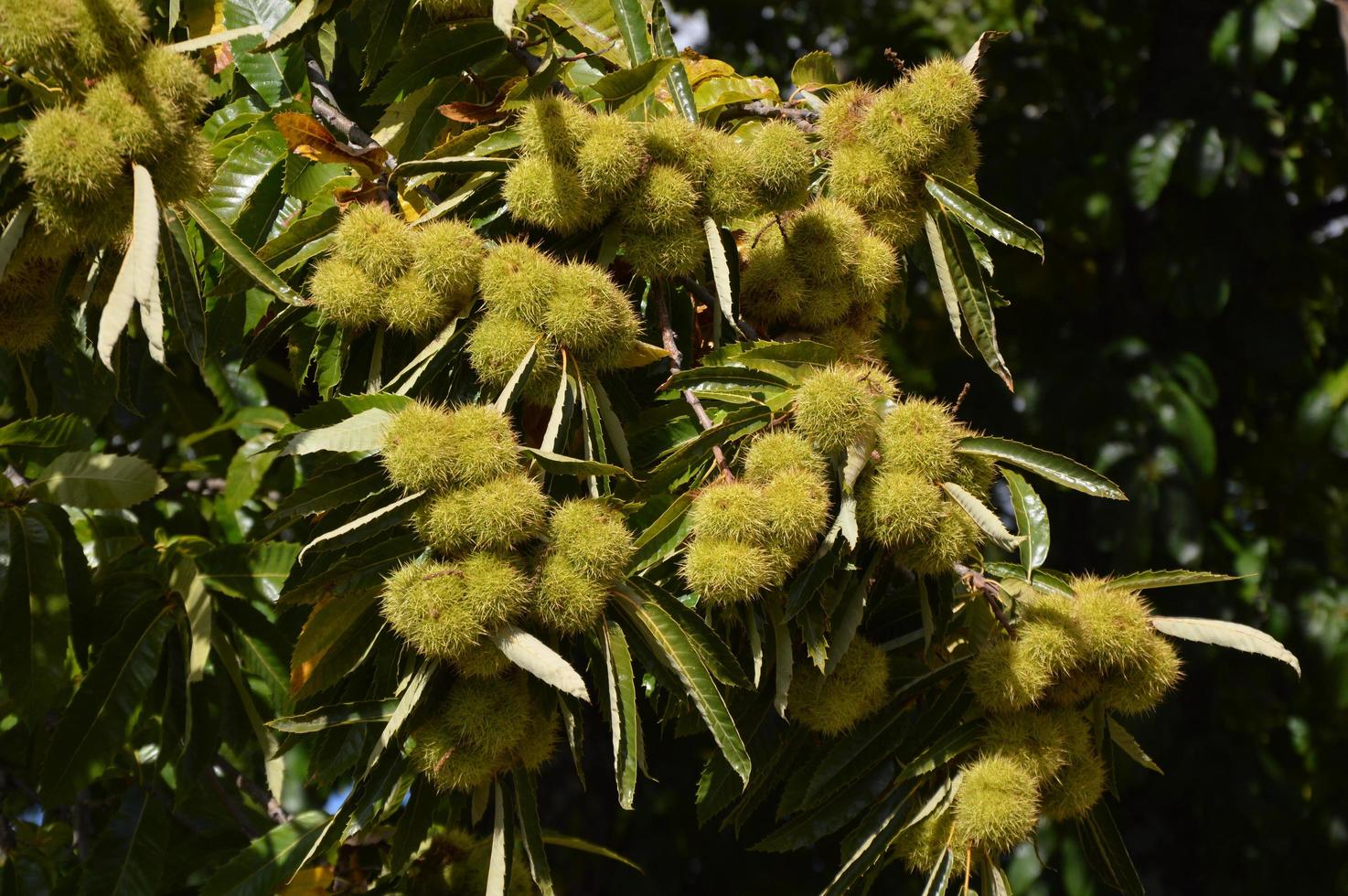 Zoom on a Chestnuts tree in the blue sky photo