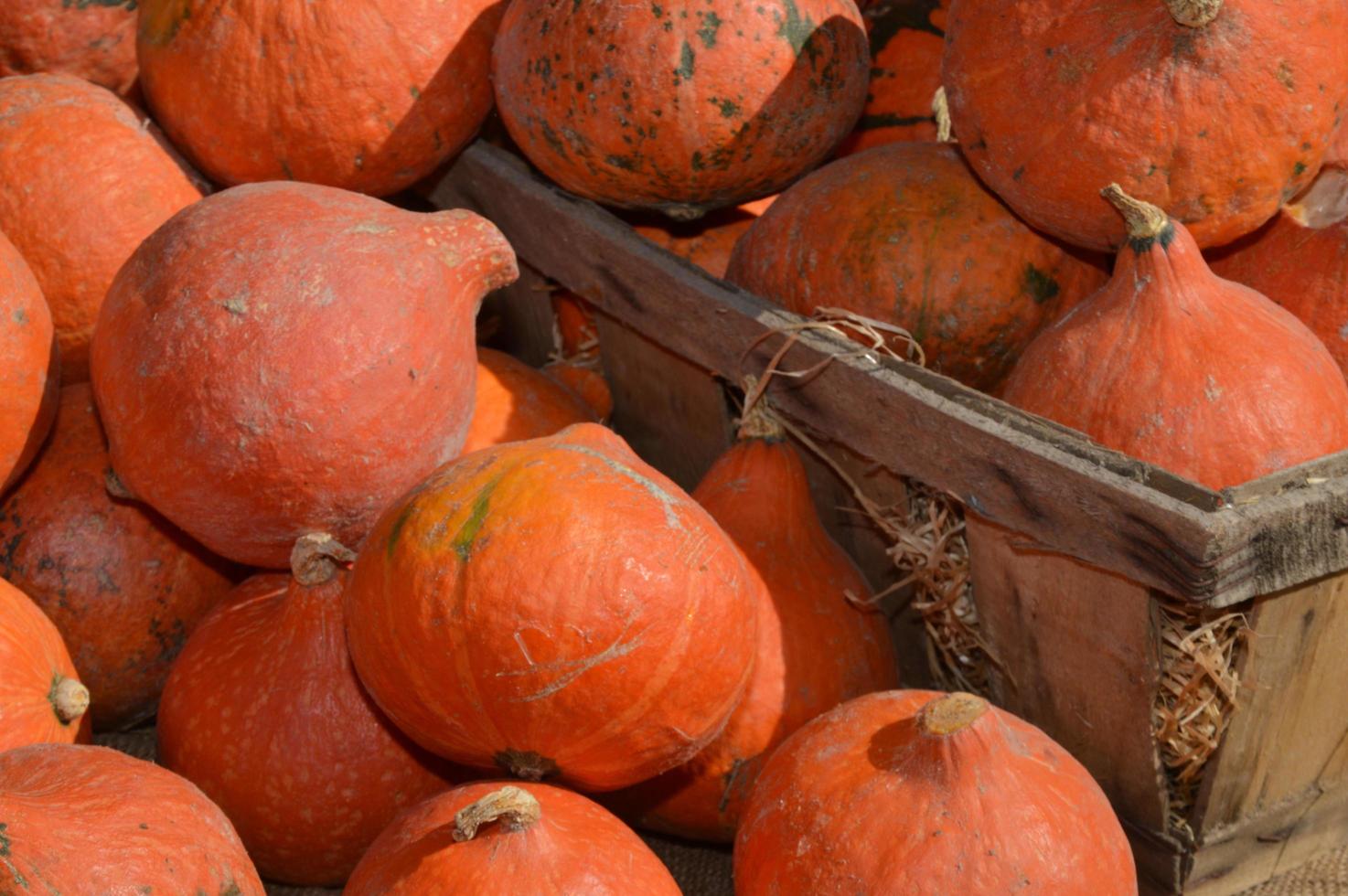 Closeup on Pumpkins photo