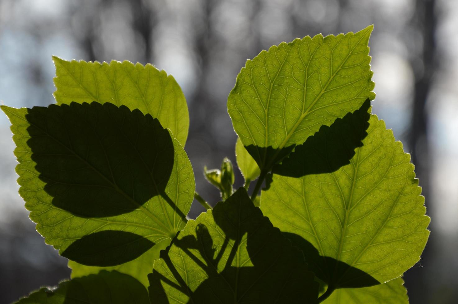 Shadows on a green plante photo