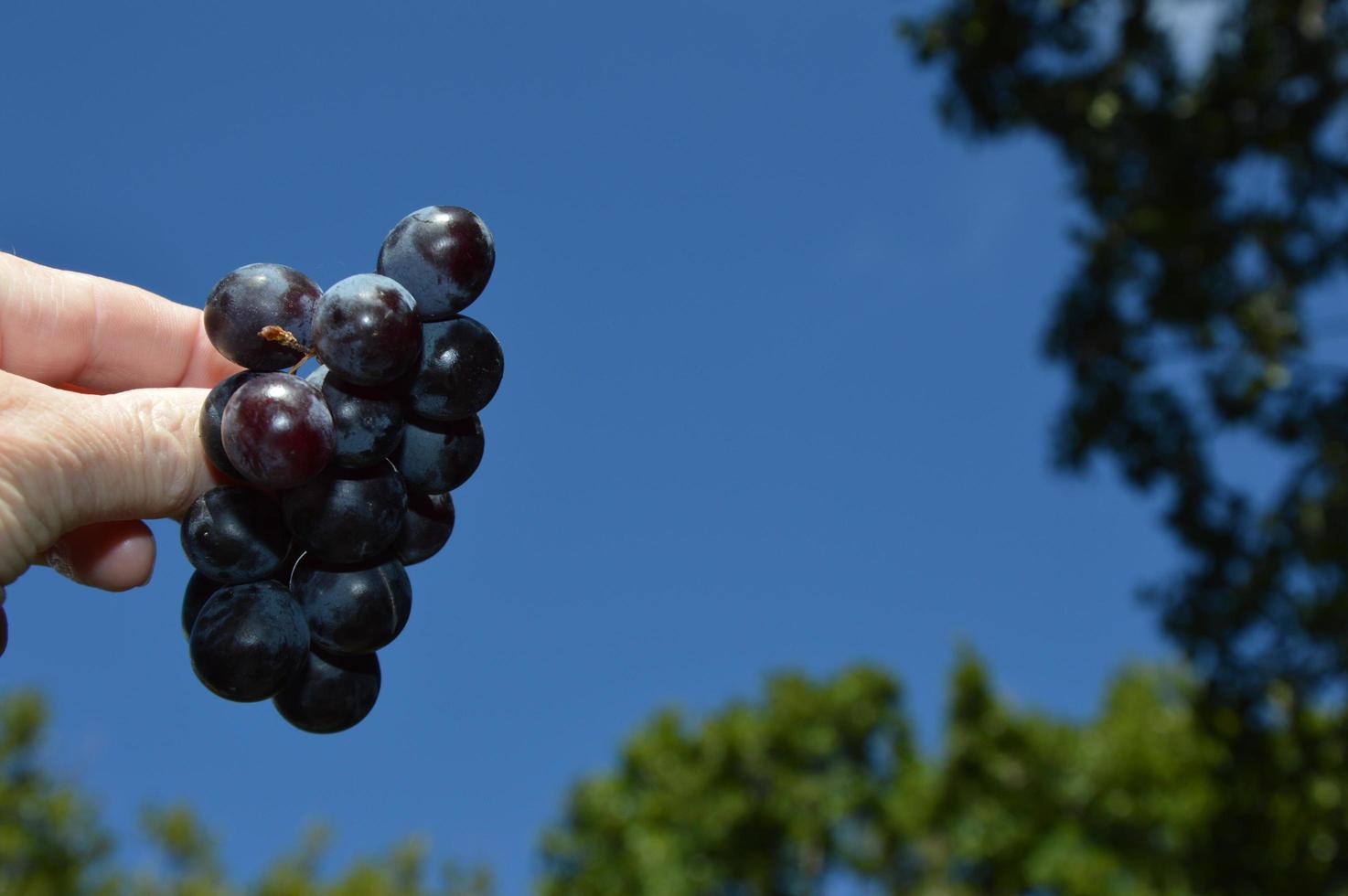 Zoom on Grapes, Muscat photo