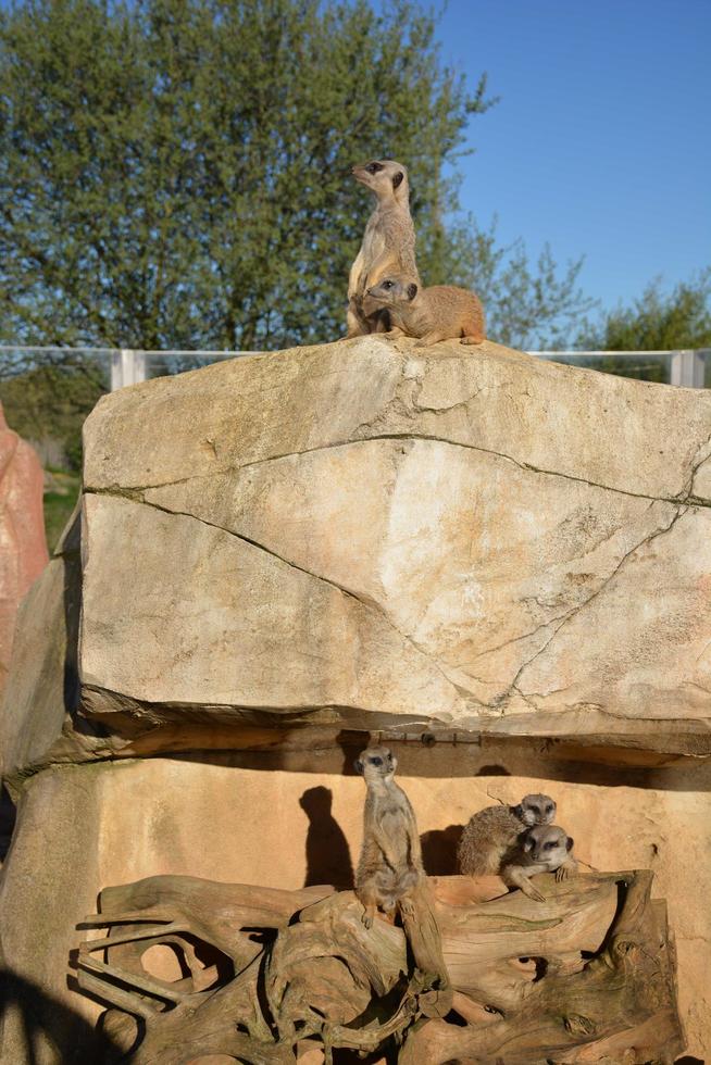 zoom on small meerkats photo