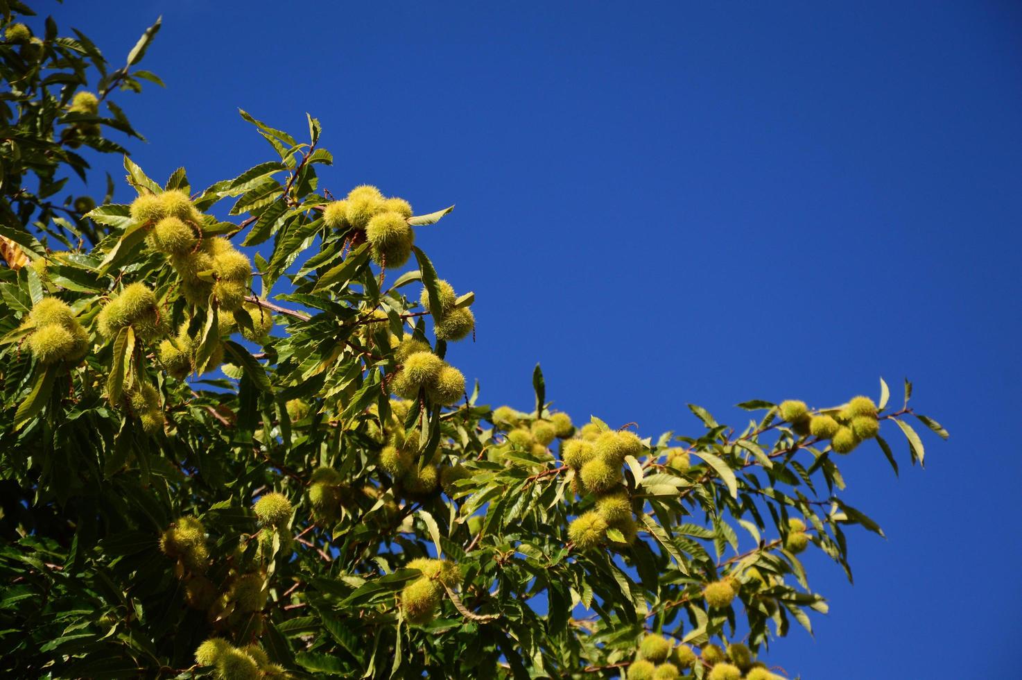 Zoom on a Chestnuts tree in the blue sky photo
