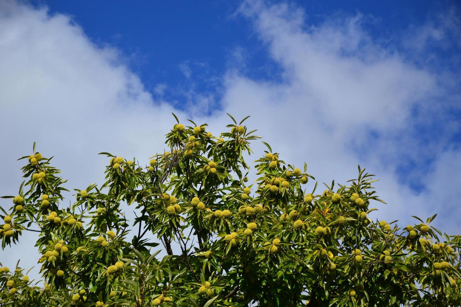 Zoom on a Chestnuts tree in the blue sky photo