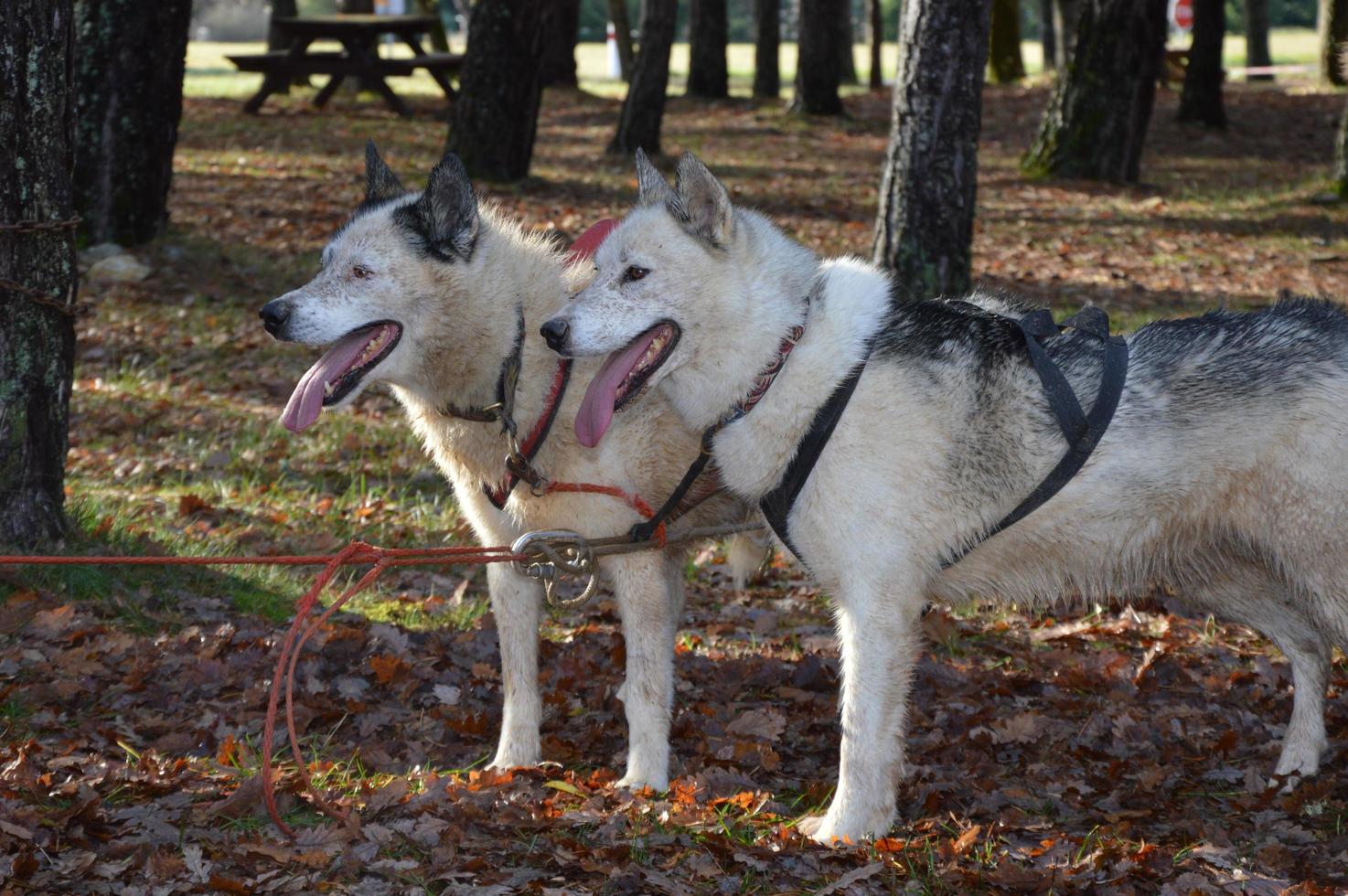 Sled dogs in the forest photo