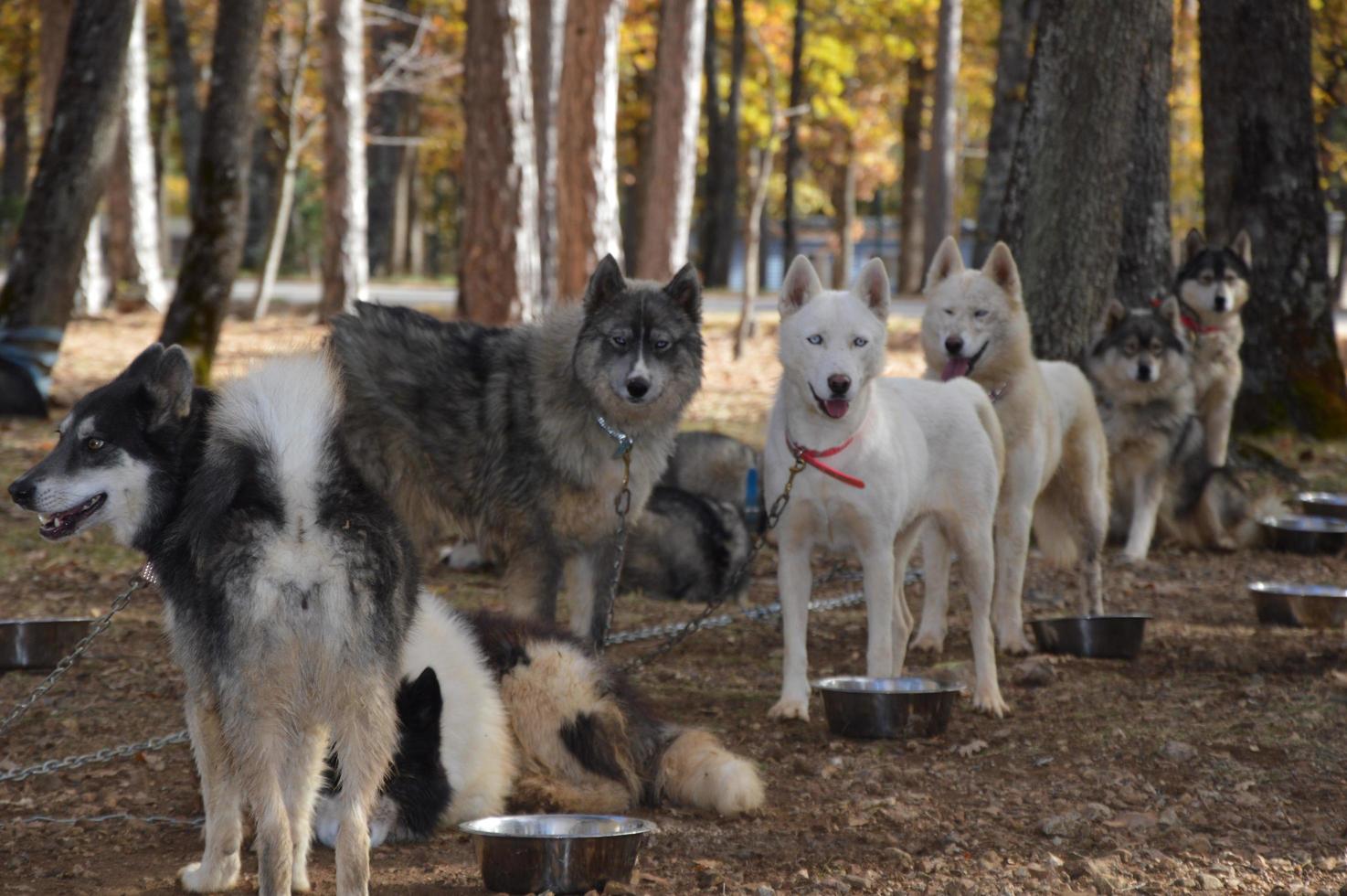 Sled dogs in the forest photo