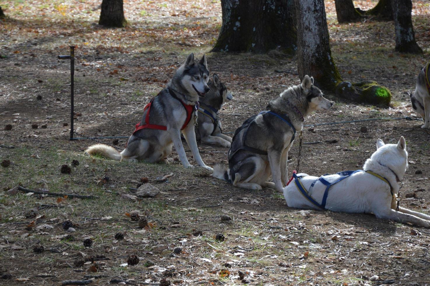 Sled dogs in the forest photo