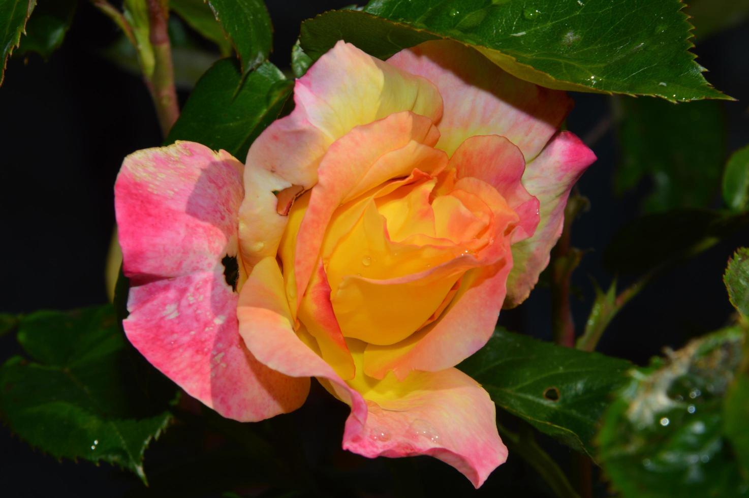 Orange white red rose photo