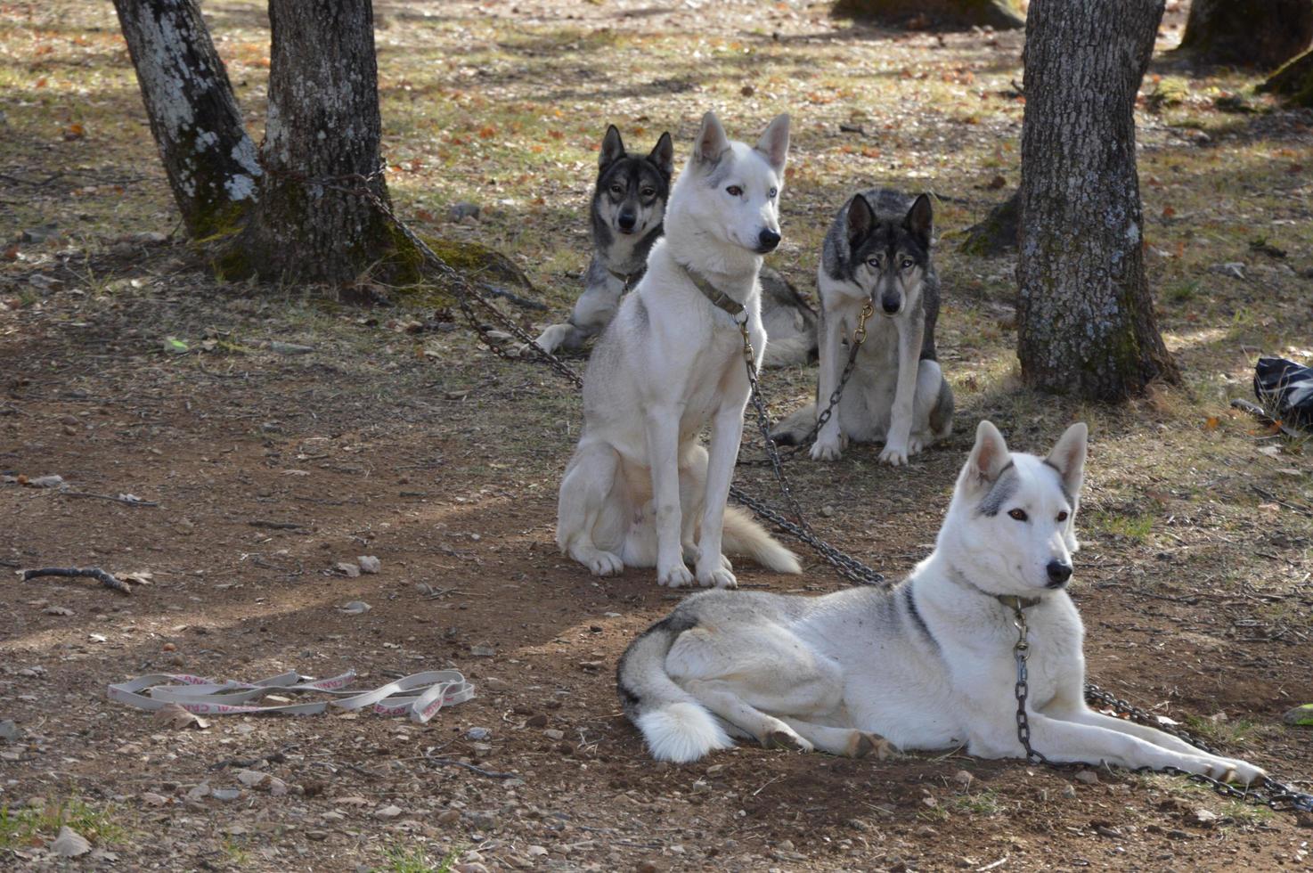 Sled dogs in the forest photo