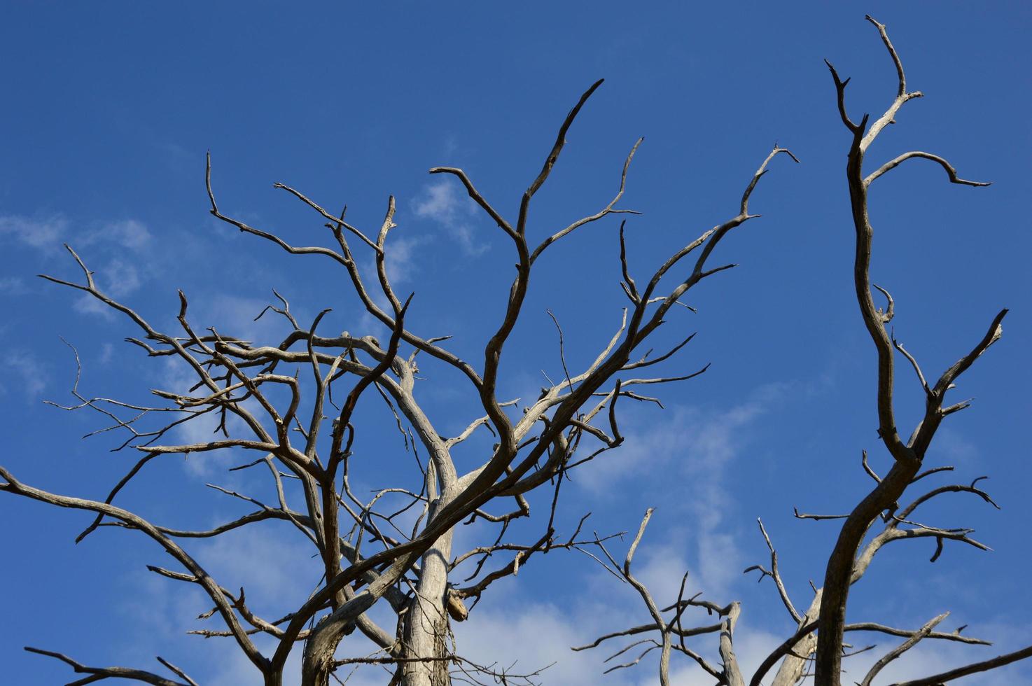 un árbol muerto en el bosque foto