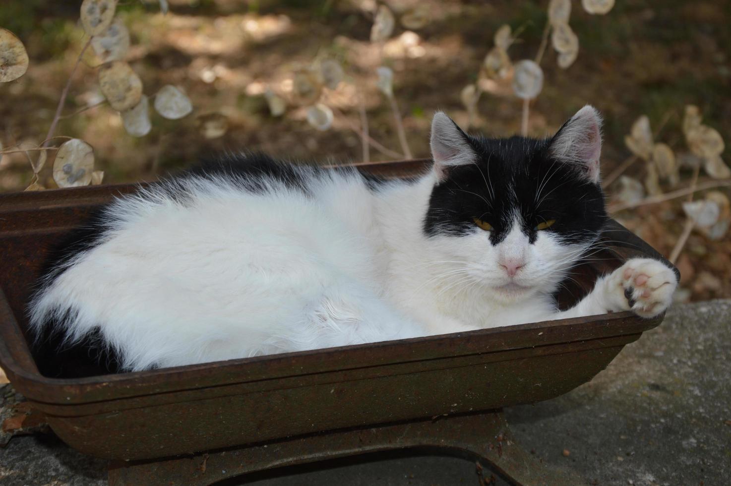 un gato descansa afuera foto