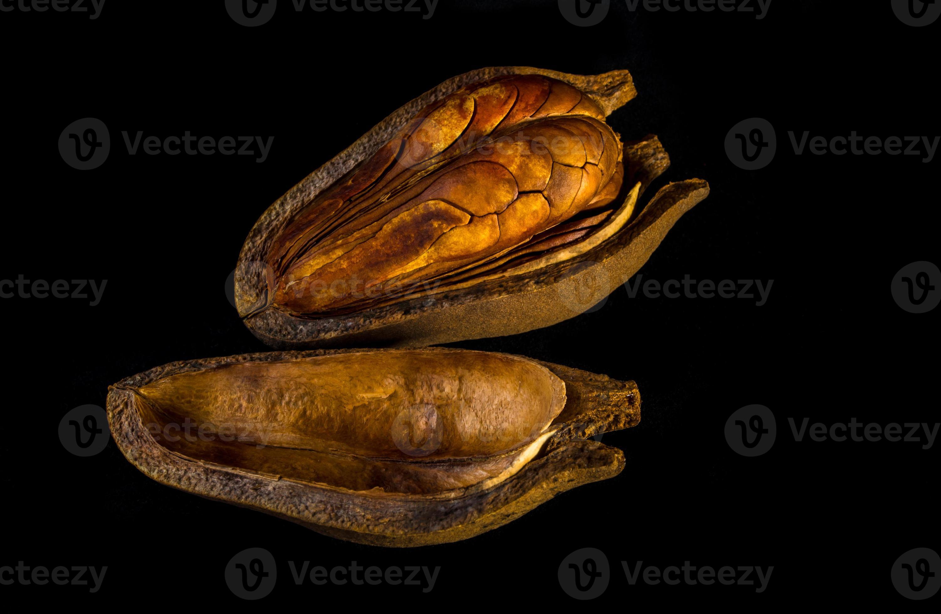 Pods and seeds of Mahogany on black background 9013790 Stock Photo at