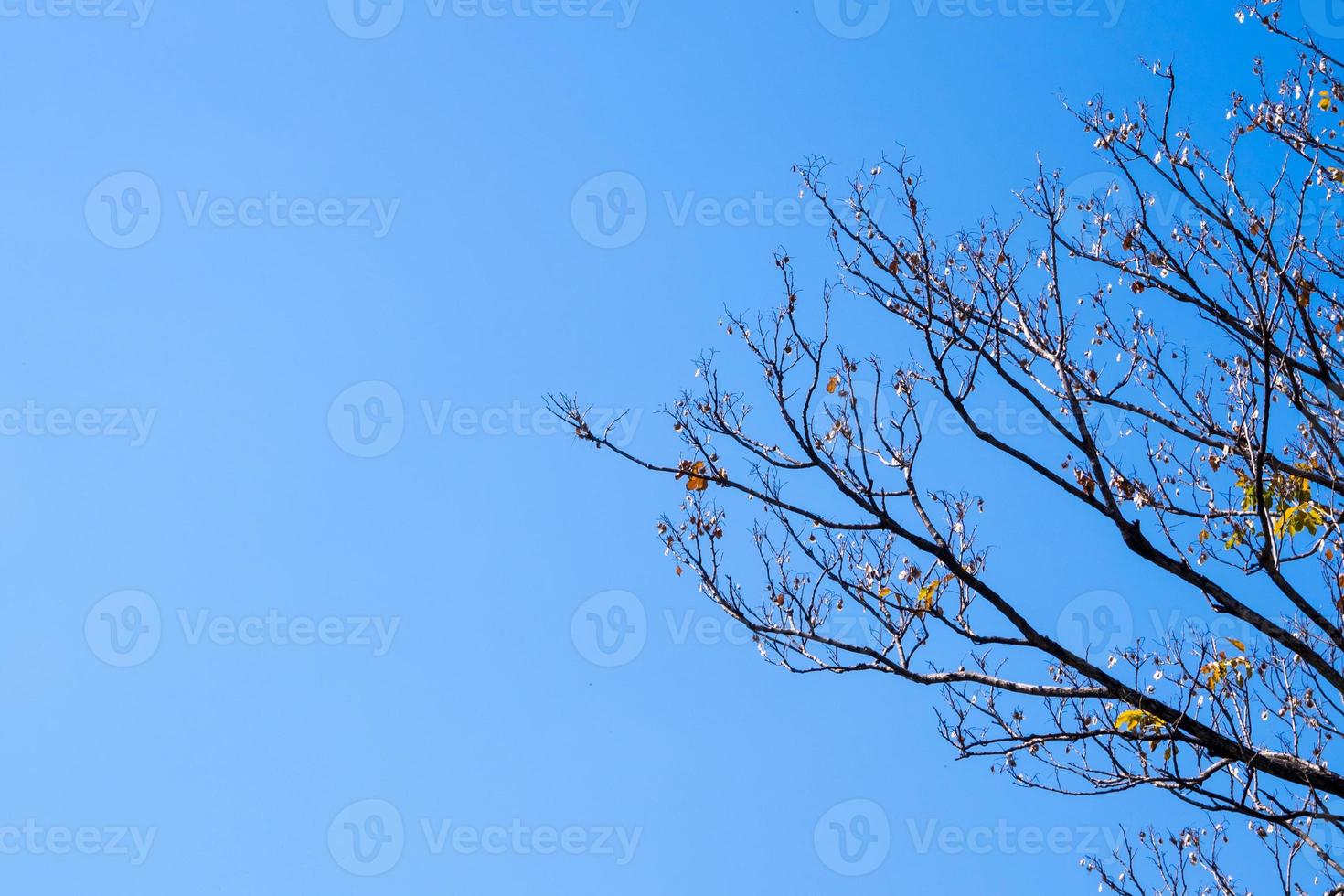Dried pot of Padauk on deciduous tree in the autumn season with blue sky background photo