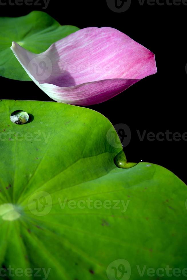 Water dew on lotus leaf photo