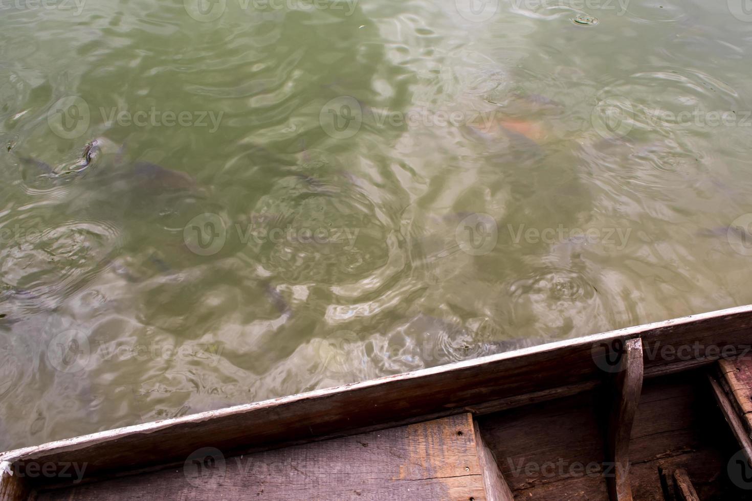 Surface movement of water by swimming fish photo