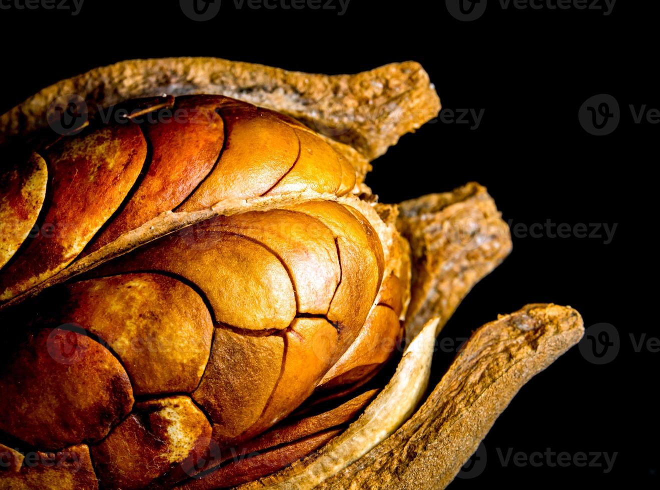 Pods and seeds of  Mahogany on black background photo