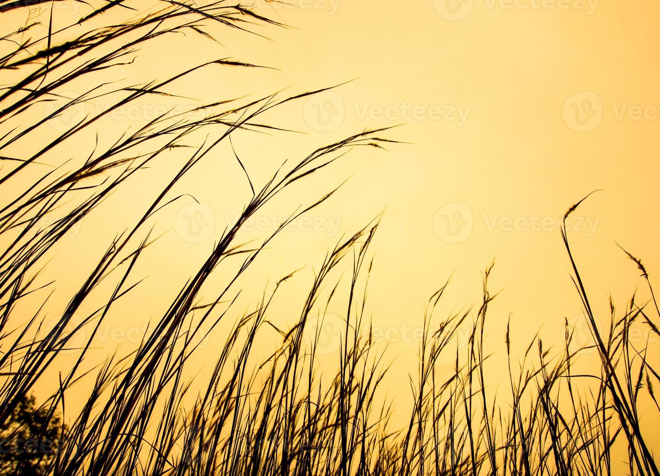 Dried stalk of grass and clear evening sky photo