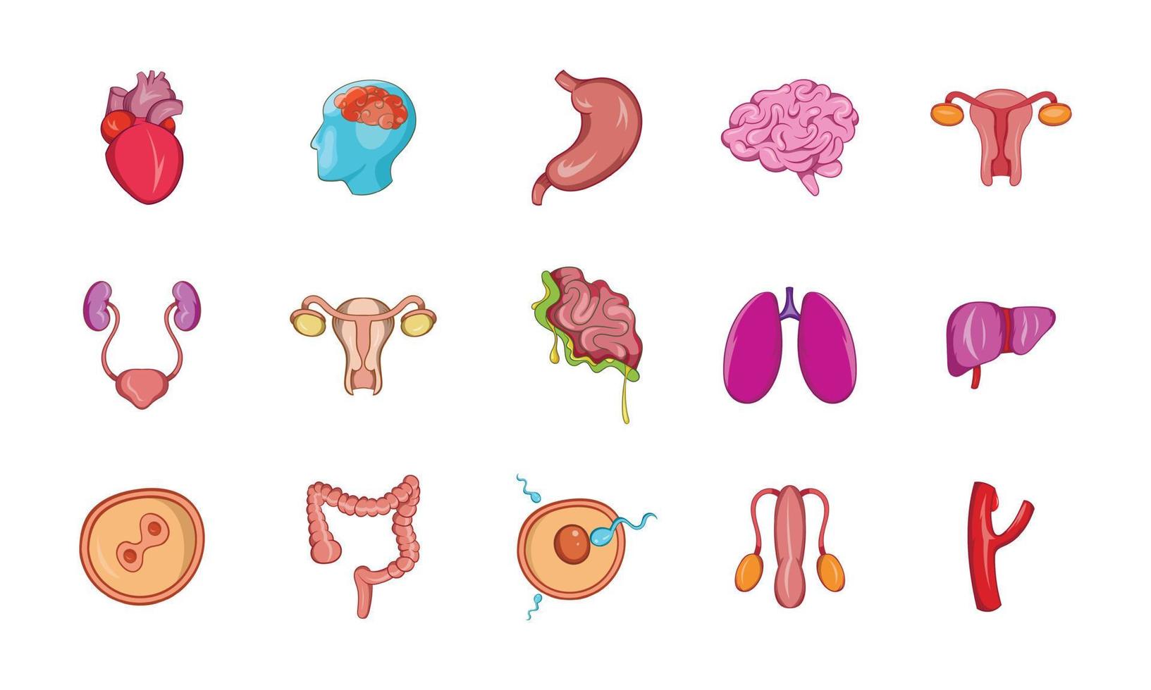 Human internal organ icon set, cartoon style vector