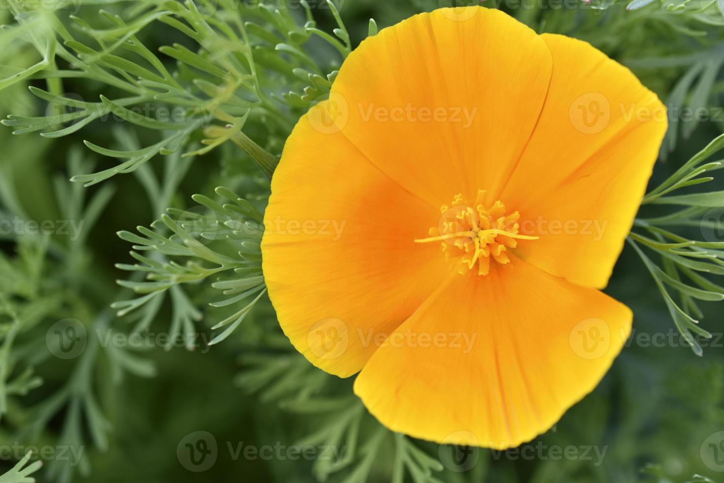 Orange and red flowers of Eschscholzia close-up from the genus Papaveraceae photo