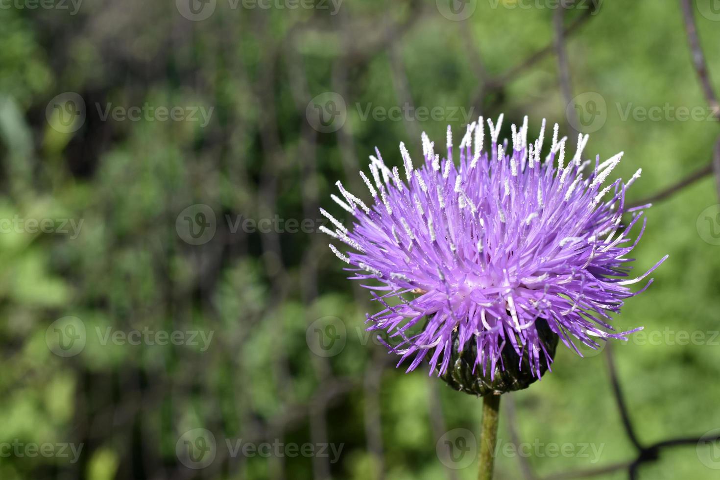 Purple flowers of Cyrsium heterophyllum are a perennial herbaceous plant of the family Compositaceae photo