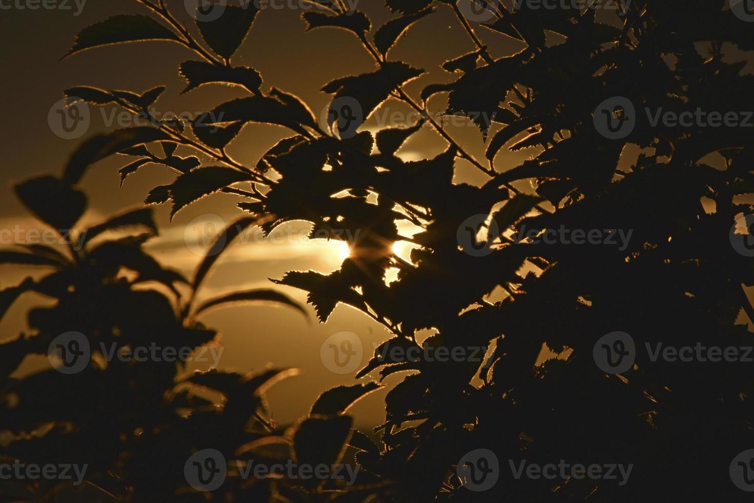 The leaves of garden trees in the rays of the evening sun and the blue sky photo