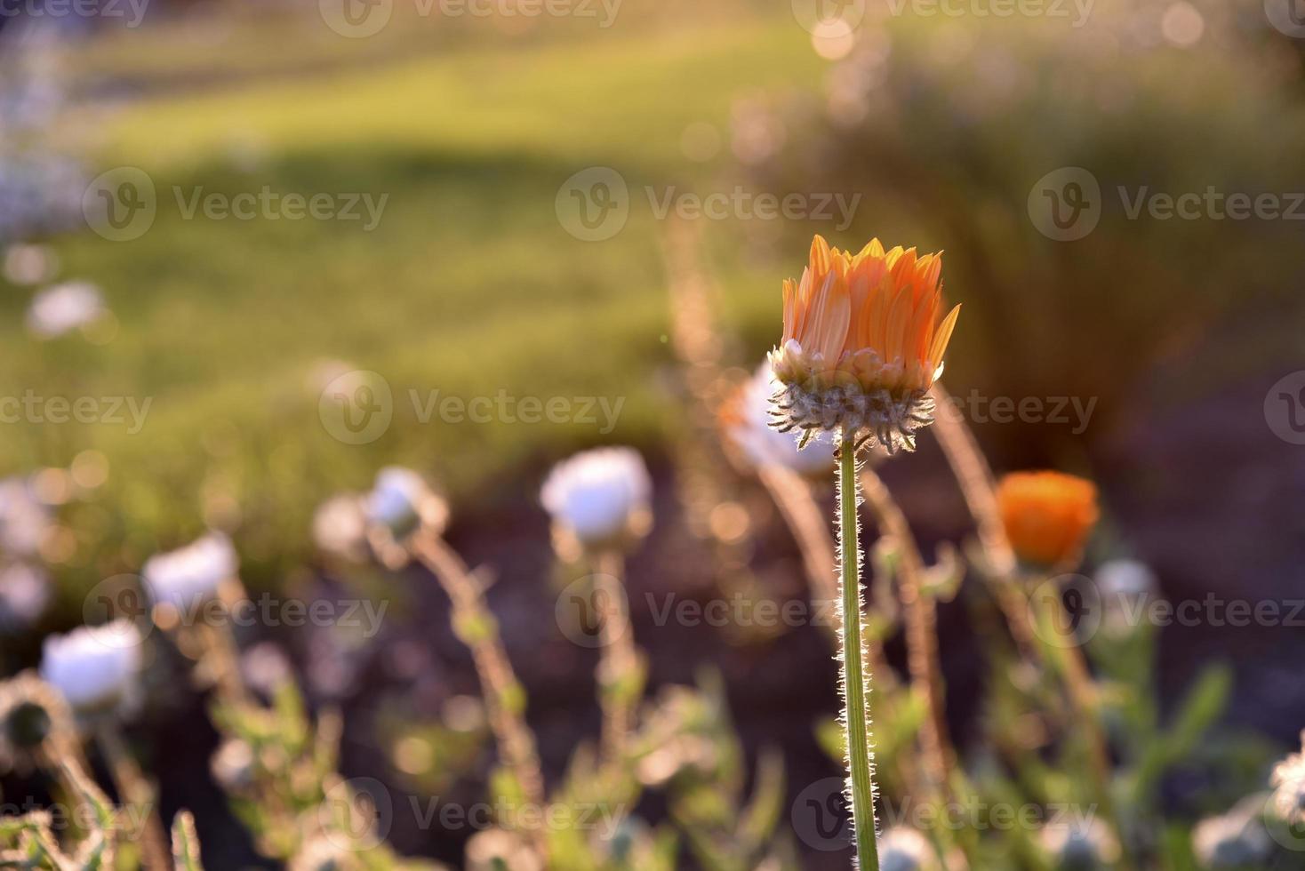 Yellow and orange asters in the rays of the setting sun on the background of a summer garden photo